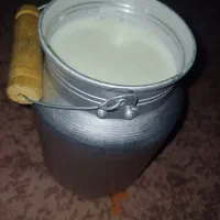 شیر گوسفندی