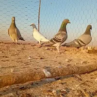 کبوتر آلمانی|پرنده|تربت جام, معدآباد|دیوار