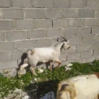 چند کهره نر در جم|حیوانات مزرعه|جم, |دیوار