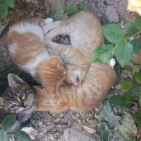 ۱۲تا گربه خوشگل بامزه