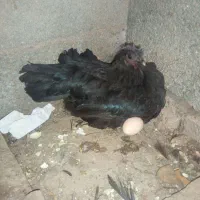 مرغ ایام سمانی