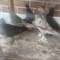 کفتر