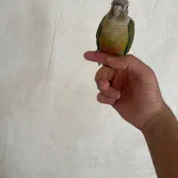 گرینچیک سرلاکی