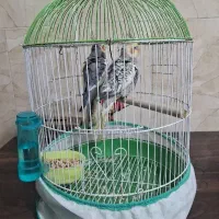 قفس پرنده