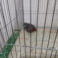 اسپیکر|پخشکننده همراه|زاهدان, |دیوار