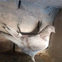 کفتر پرشی|پرنده|قم, حنیف نژاد|دیوار