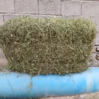 فروش پرس یونجه|خدمات باغبانی و درختکاری|برازجان, |دیوار