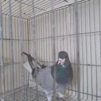 سیاه پشت|پرنده|اصفهان, شهرک زاینده رود|دیوار