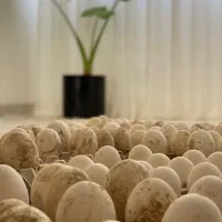 تخم غاز محلی و قوغاز قاطی