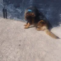 ژرمن شپرد ماده اصیل|سگ|صوفیان, |دیوار