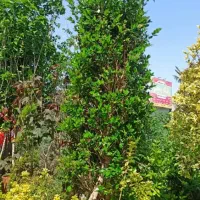 فروش ویژه سرولاوسون کامیس یاس هلندی|گل و گیاه طبیعی|نشتارود, |دیوار