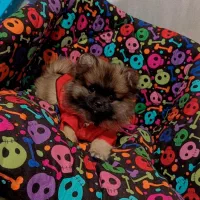 پامرین پکینز با اصالت