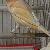 قناری نر و ماده اماده|پرنده|مشهد, هفده شهریور|دیوار