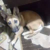 فروش سگ|سگ|شوشتر, |دیوار