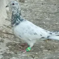 هفترنگ|پرنده|کاشمر, |دیوار