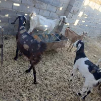 چند عدد بز ابست و خشک