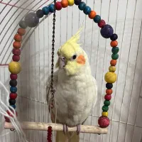 عروس هلندی گم شده در رباط کریم