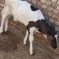 گوساله ماده نسل دار و عالی