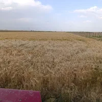 بذر جو آبی رقم جلگه و شهبد و بهمن موجود است