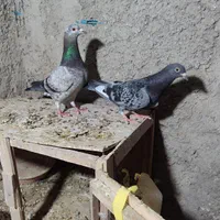 کبوتر پلاکی|پرنده|تهران, حسن‌آباد|دیوار