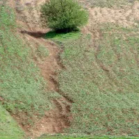 سرمایه گذار