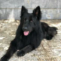 واگذاری ژرمن بلک نر کشش|سگ|کرمان, |دیوار