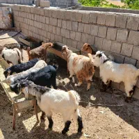 بزغاله شیرمست درجه یک ارزان