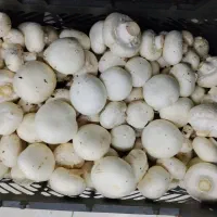 قارچ دکمه‌ای