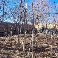 نهال گردو|خدمات باغبانی و درختکاری|قیدار, |دیوار