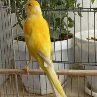 قناری نر رسمی طلایی کشیده و پابلند بخون