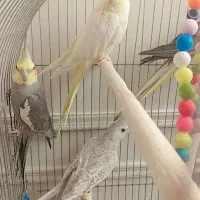 عروس هلندی کاملا خانگی صحیح وسالم|پرنده|ری, علایین|دیوار