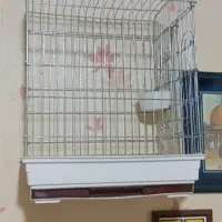 قفس قفل دار طوطی