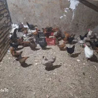 جوجه جهادی ۳،۵ ماهه