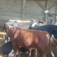 گوساله
