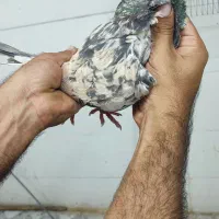 کوهی دورگ آتیشی