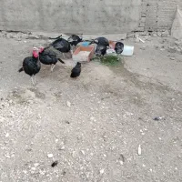 بوقلمون نر محلی|حیوانات مزرعه|بوکان, |دیوار