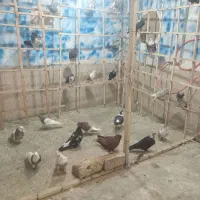 کفتر بجنورد رسید