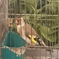 سهره ماده قواره دار۴ماه قفس