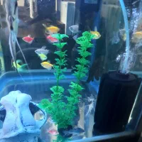 آکواریوم شیشه خم با ماهی و وسایل|ماهی|تهران, لویزان|دیوار