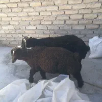 دوتا بره ی نر