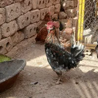 خروس کاکلی ریشی تکتاج گلین۷ماهه.