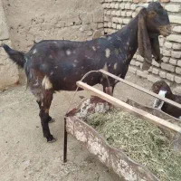 بز آمریکایی