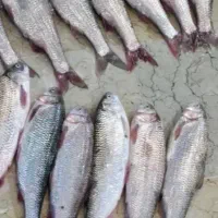 فروش ماهی سفید تازه کوچک و بزرگ‌