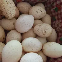 تخم بوقلمون