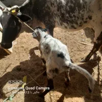 گاووگوساله نر