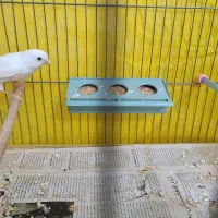 قناری نر ریز خون|پرنده|تفت, |دیوار