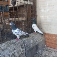 ‌کبوتر تیدی|پرنده|شادگان, |دیوار