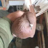 دو تا نر سرخ پرشی.