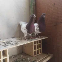 جفت کفتر کله سرخ