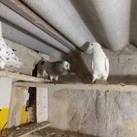 کبوتر پرشی|پرنده|سراب, |دیوار